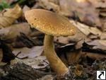 Lepiota boudieri