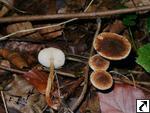 Lepiota castanea