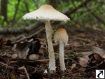 Lepiota clypeolaria