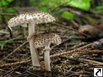 Lepiota felina