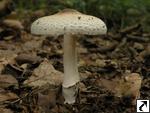 Lepiota ignivolvata