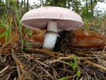 Agaricus campestris