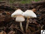 Lepiota cristata