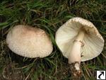 Leucoagaricus americanus