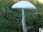 Leucoagaricus leucothites