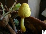 Leucocoprinus birnbaumii