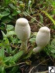 Leucocoprinus cepistipes