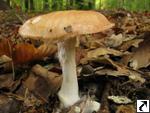 Leucocortinarius bulbiger