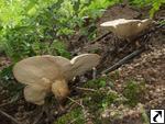 Leucopaxillus giganteus