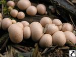 Lycogala epidendron