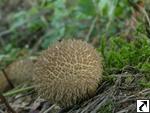 Lycoperdon echinatum