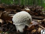 Lycoperdon mammiforme