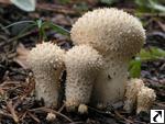 Lycoperdon perlatum