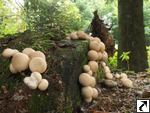 Lycoperdon pyriforme