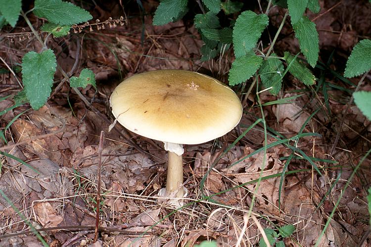 Pilze Pilze : Pilzgalerie : Amanita phalloides (Grüner Knollenblätterpilz)