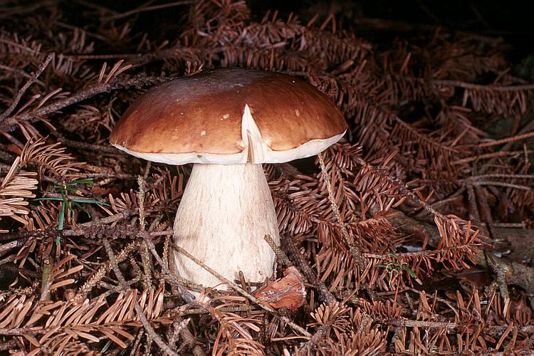 boletus_edulis_gm1.jpg