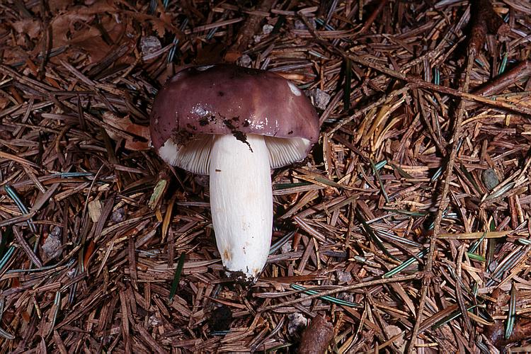 Pilze Pilze Pilzgalerie Russula cyanoxantha (Frauentäubling)