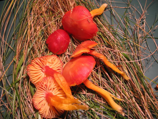 [image]