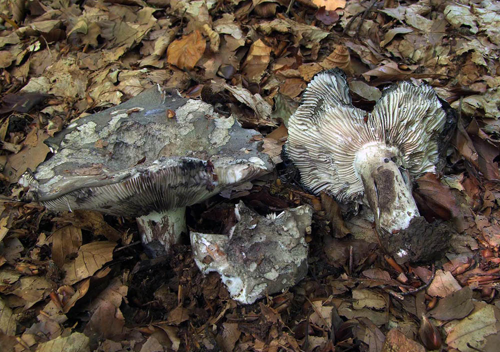 [image]