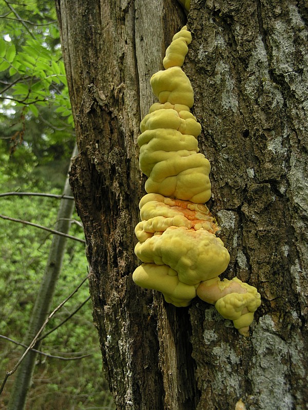 Laetiporus sulfureus