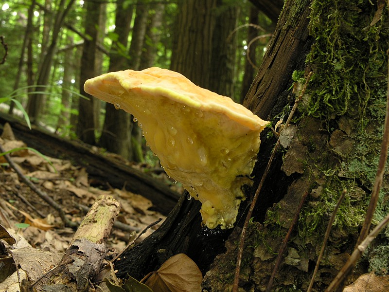 Laetiporus sulfureus