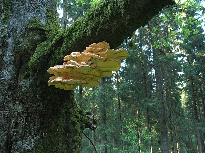 Laetiporus sulfureus