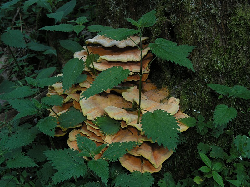 Laetiporus sulfureus