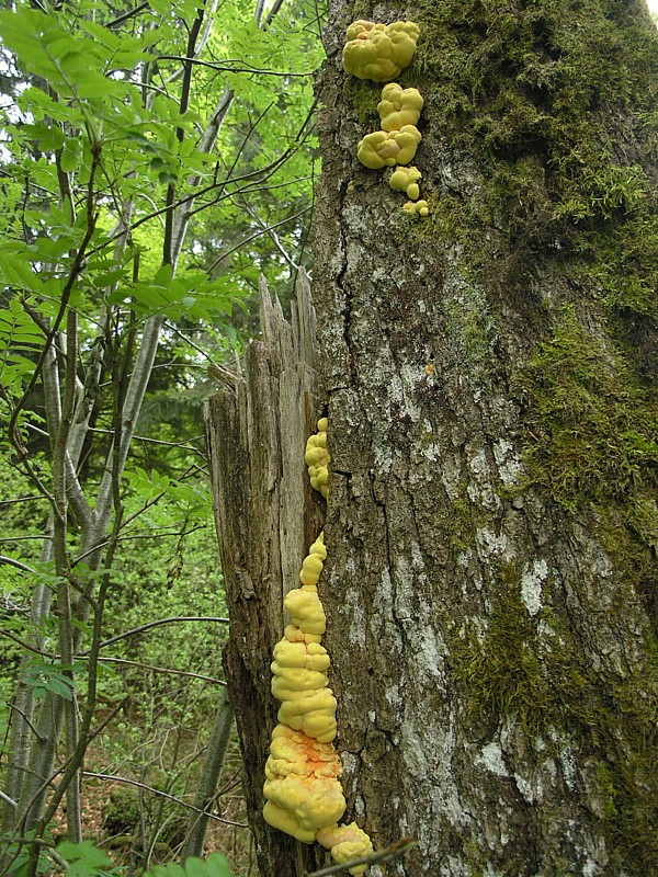 Laetiporus sulfureus