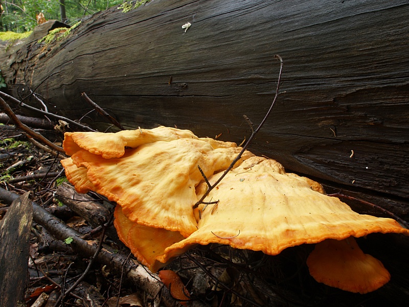 Laetiporus sulfureus