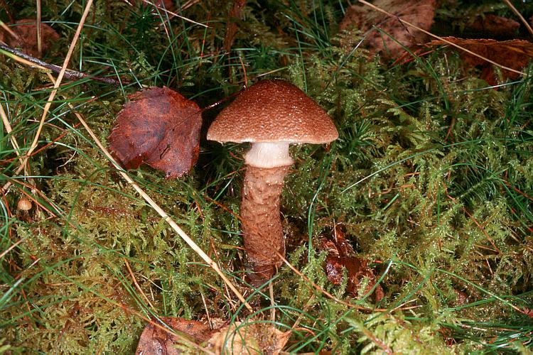 Cortinarius pholideus