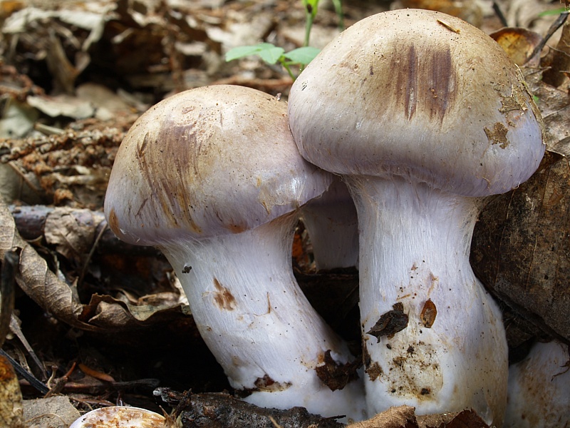 Cortinarius variecolor