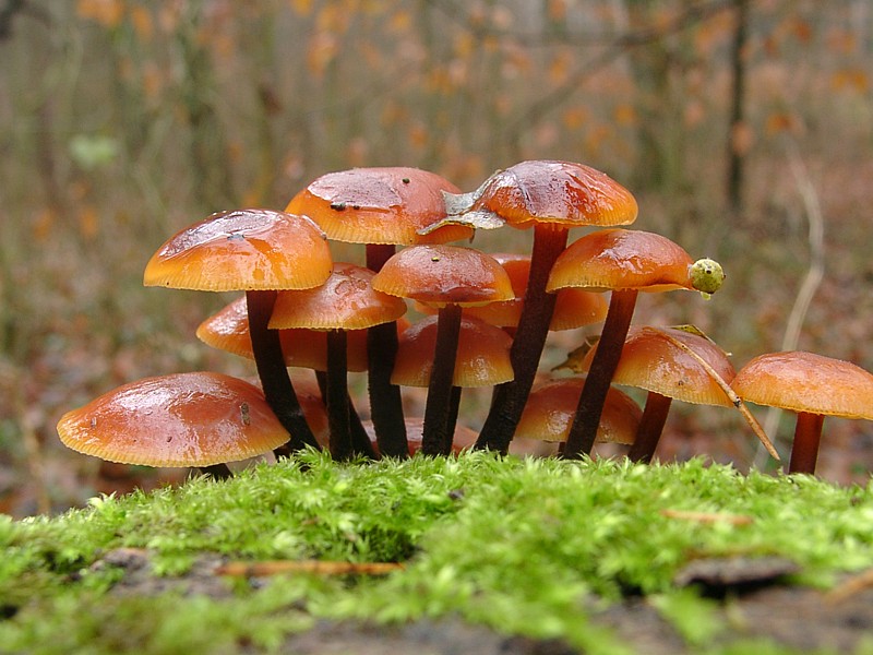 Flammulina velutipes