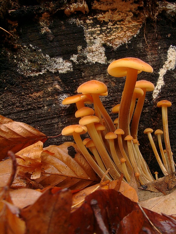 Flammulina velutipes