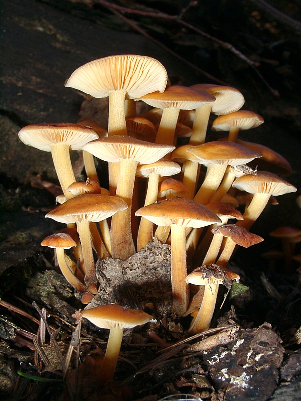 Flammulina velutipes