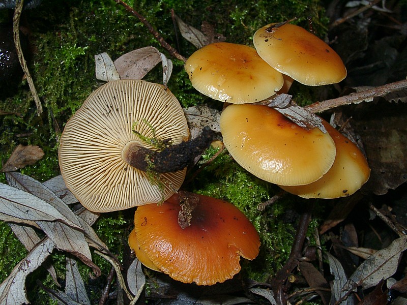Flammulina velutipes