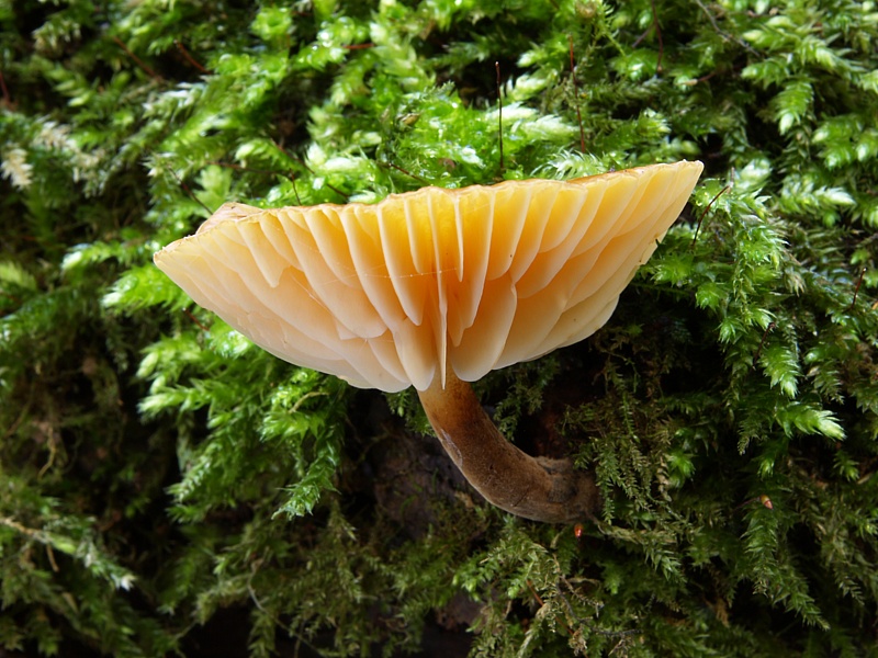 Flammulina velutipes