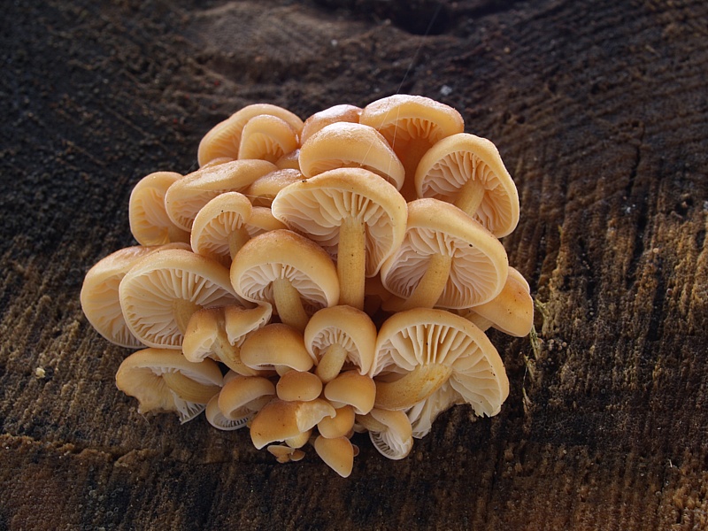 Flammulina velutipes