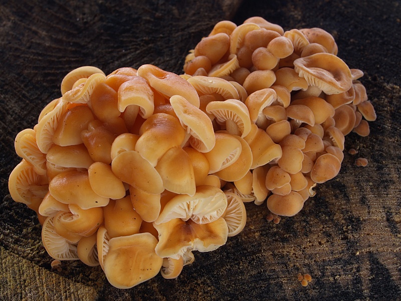 Flammulina velutipes