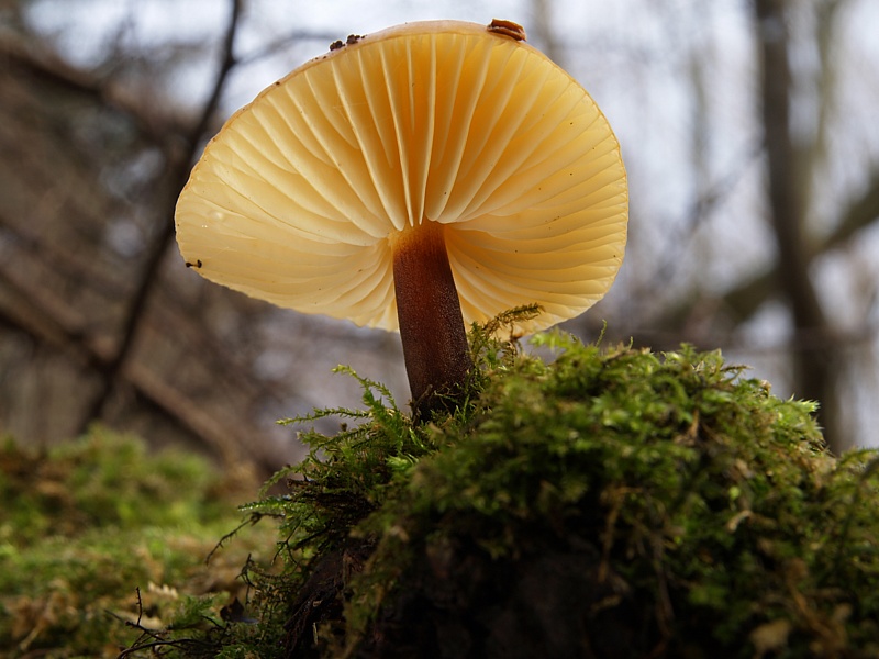 Flammulina velutipes