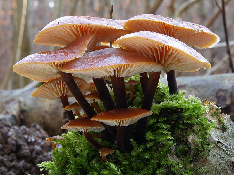 Flammulina velutipes